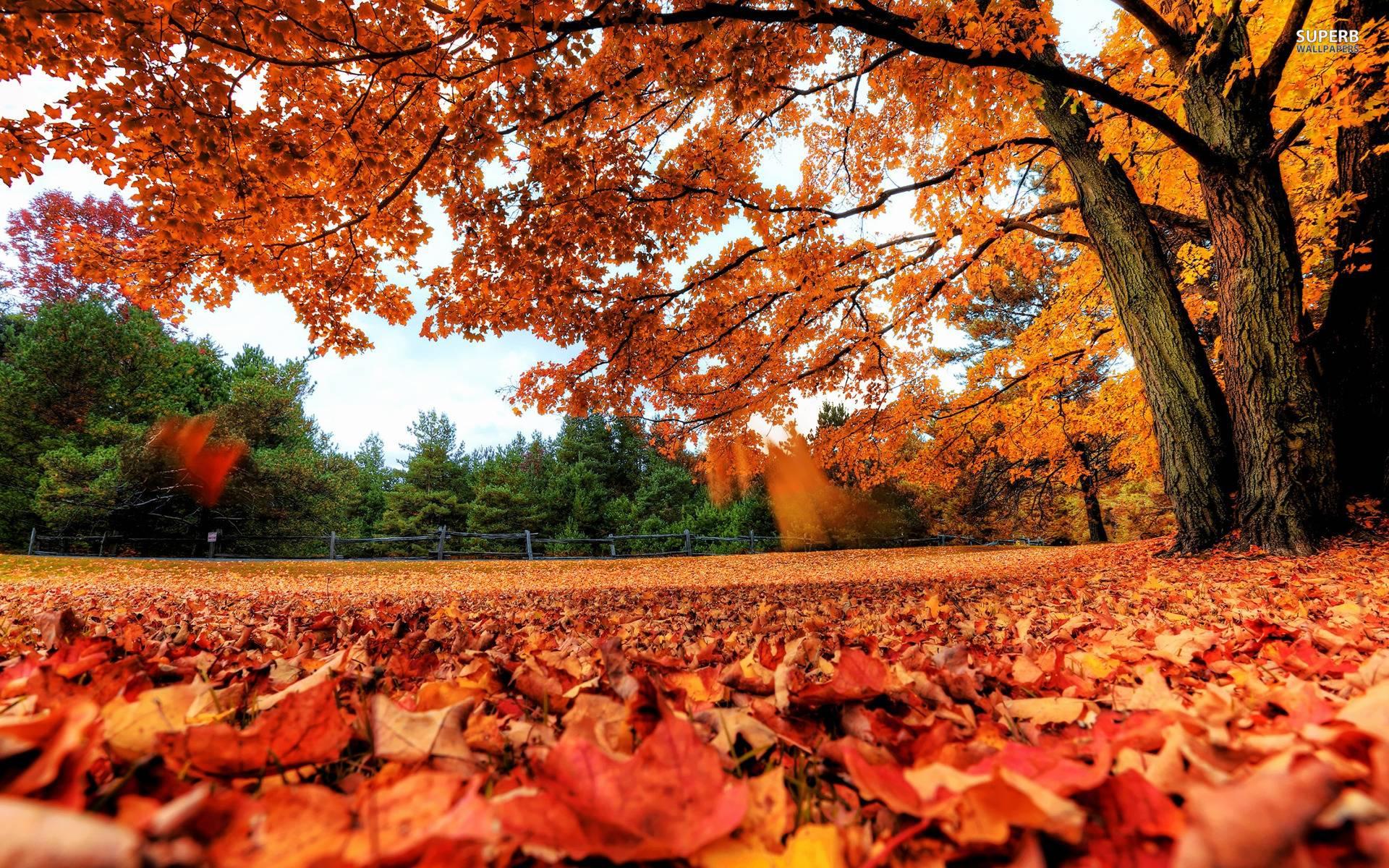 Autumn Leaf wallpapers collection