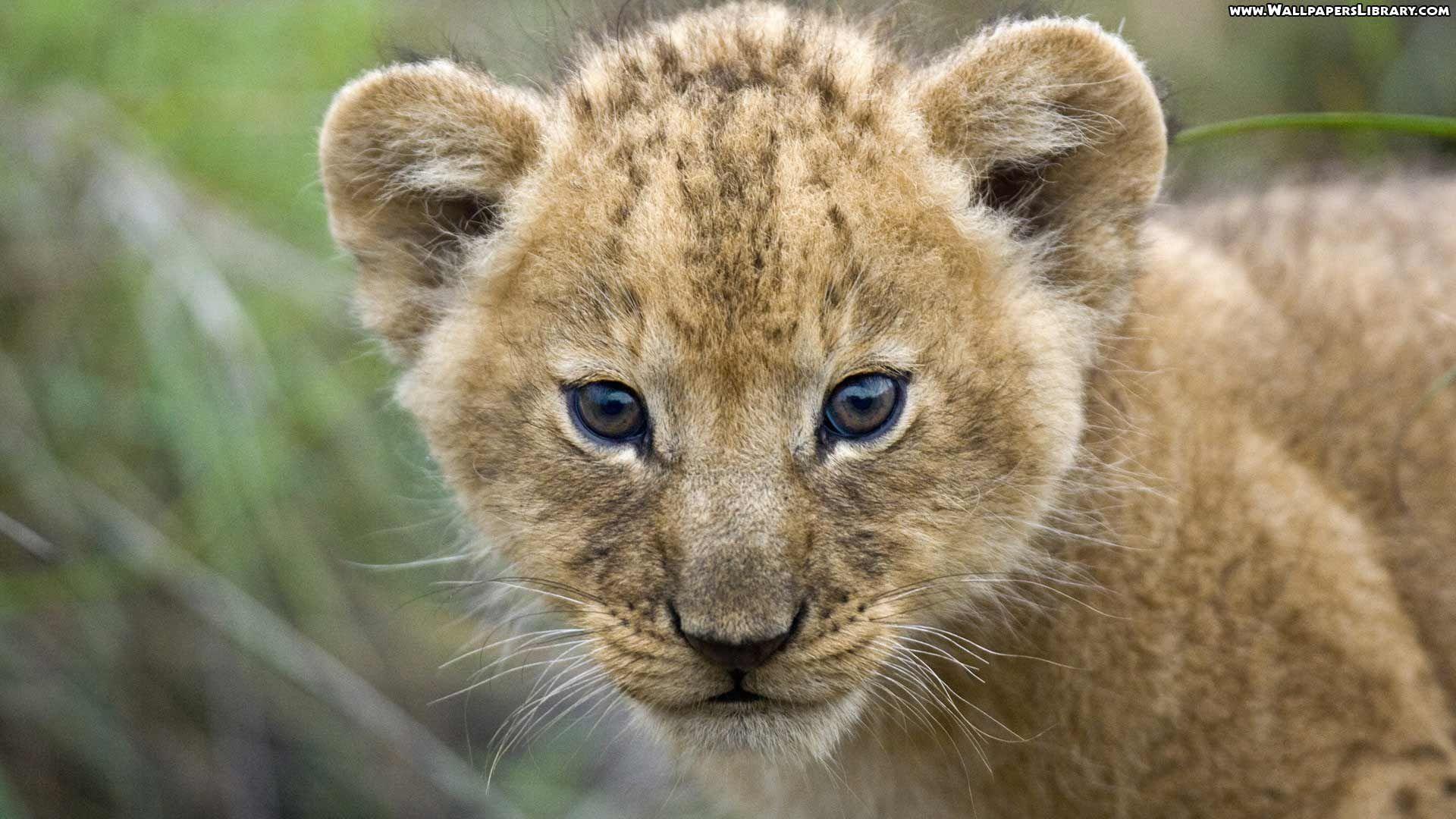 Baby Lion wallpapers collection