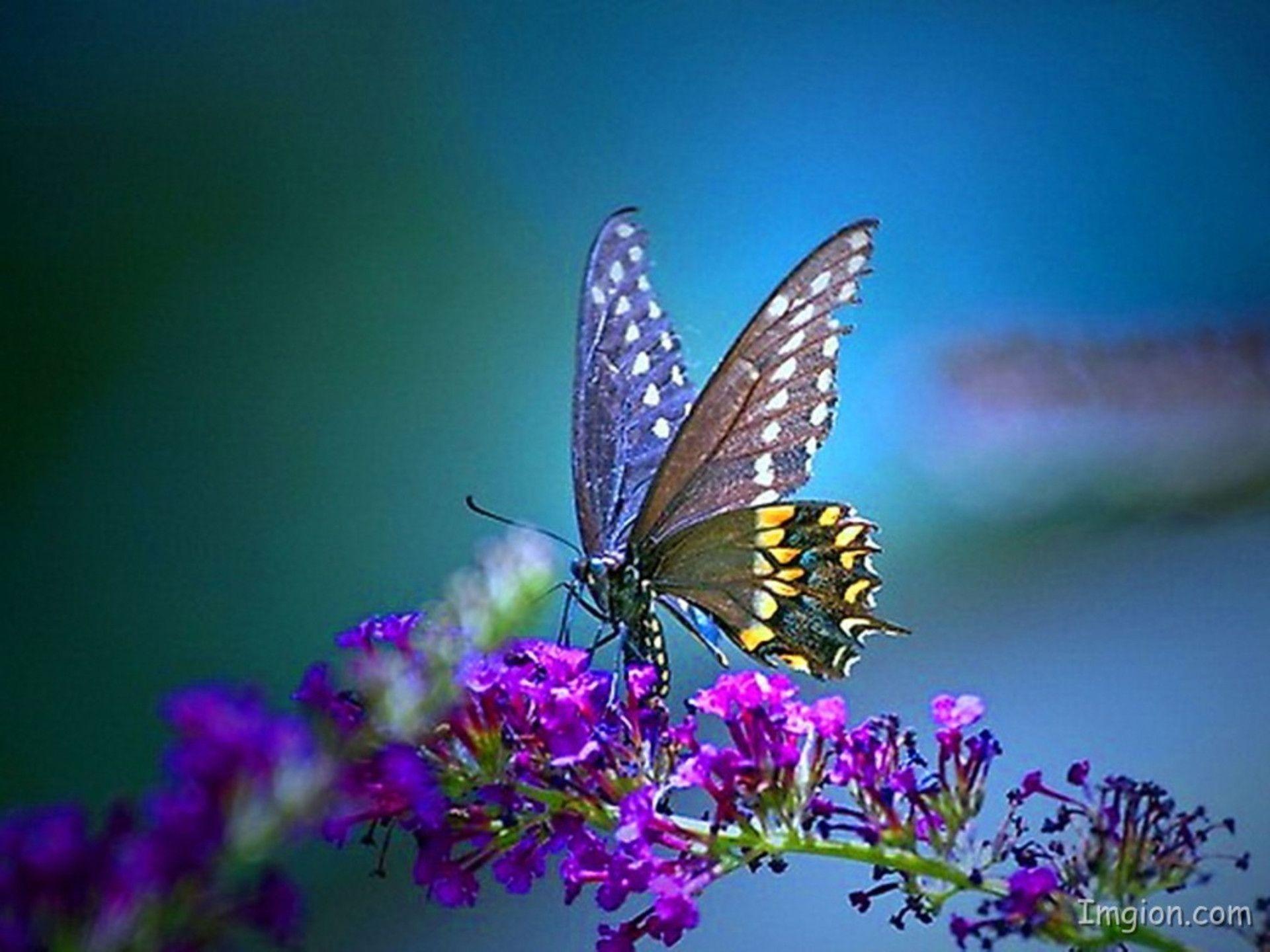 Beautiful Butterfly Desktop wallpapers collection