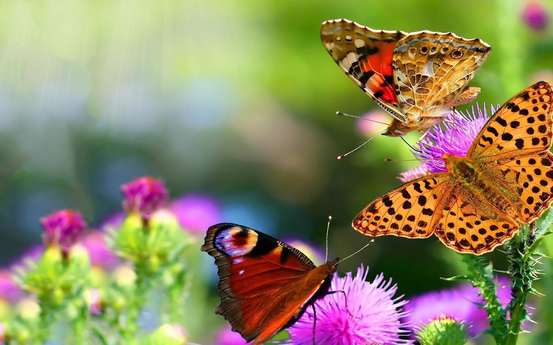 Beautiful Butterfly wallpapers collection