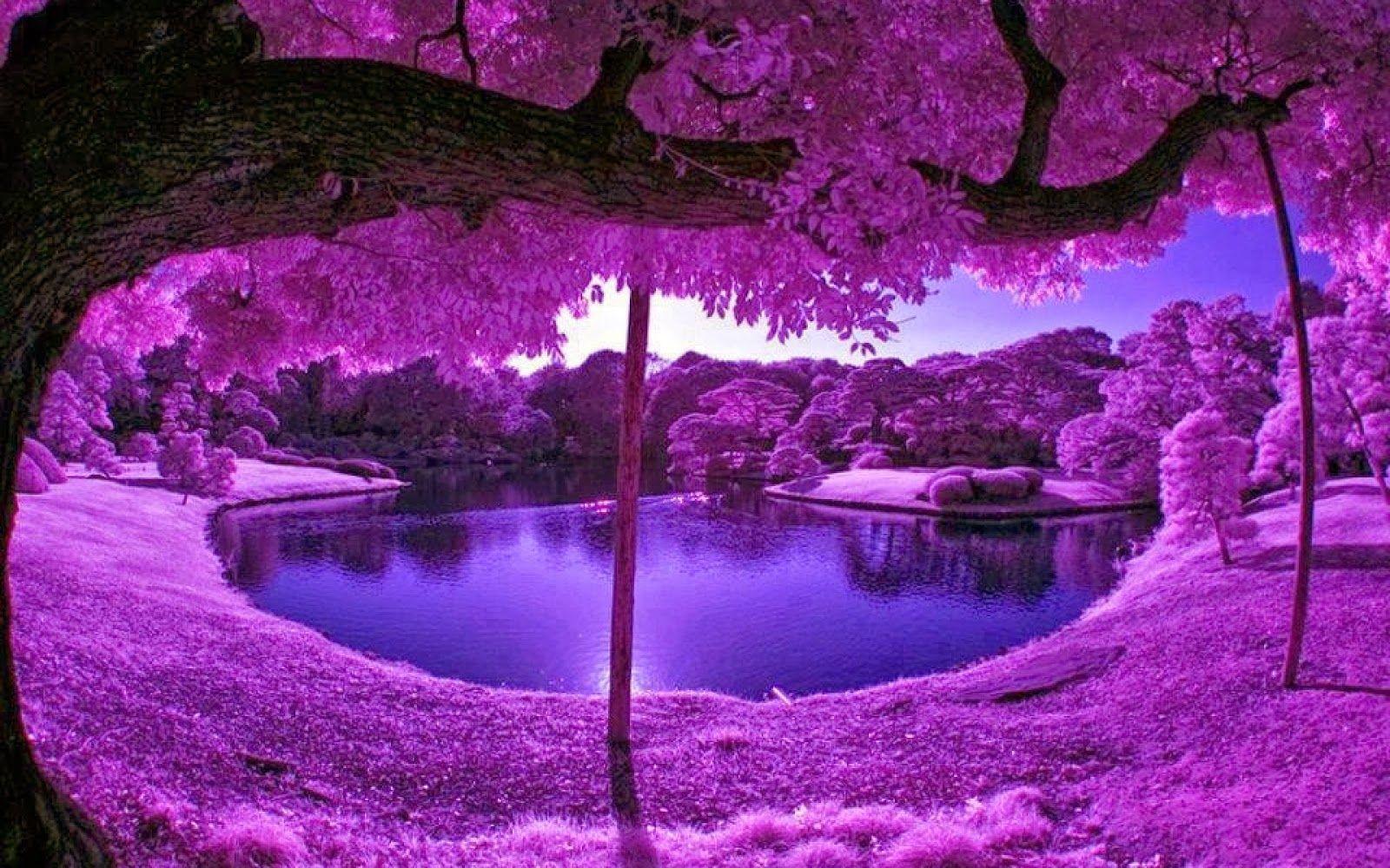 Beautiful Purple wallpapers collection