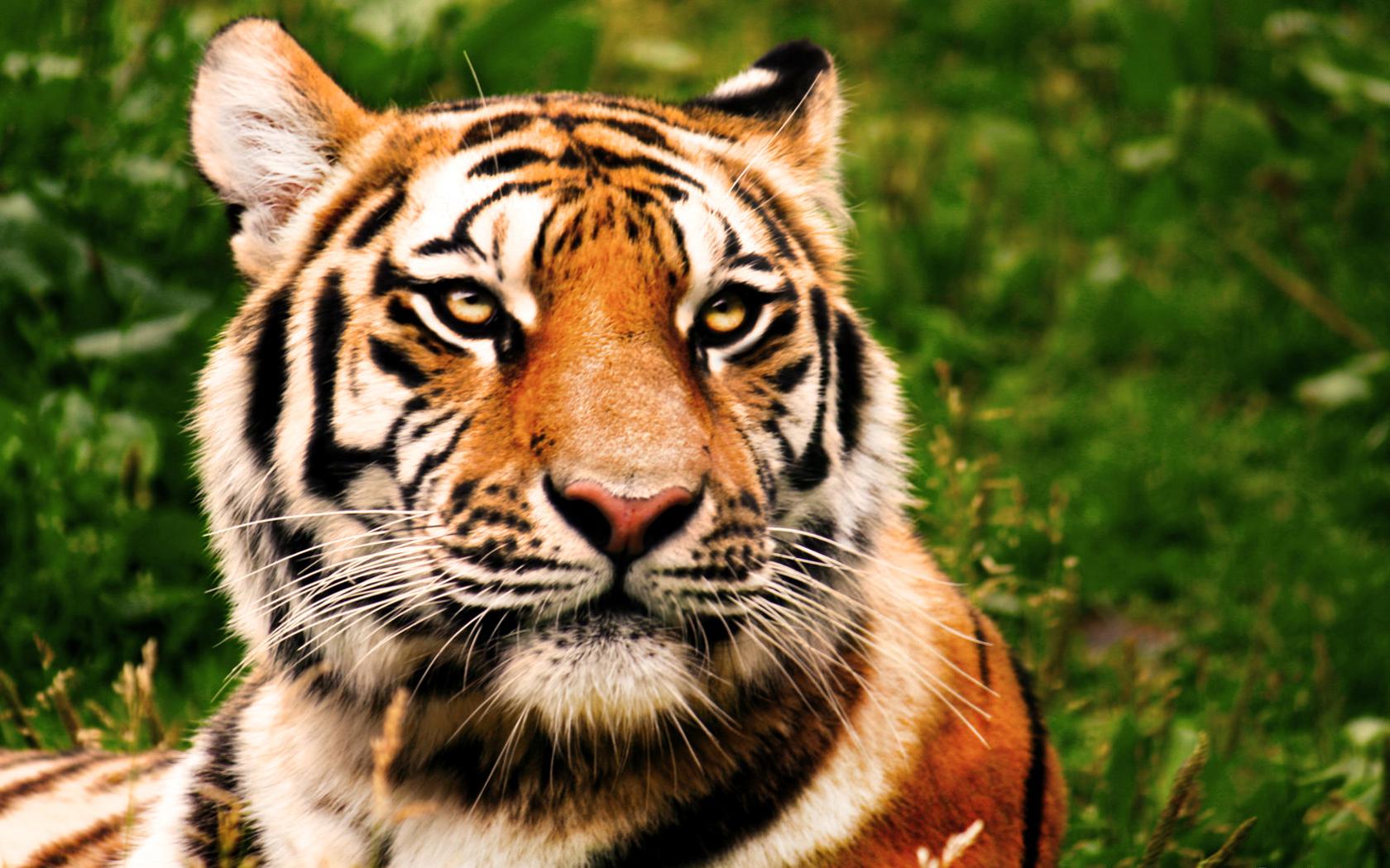 Beautiful Tiger wallpapers collection