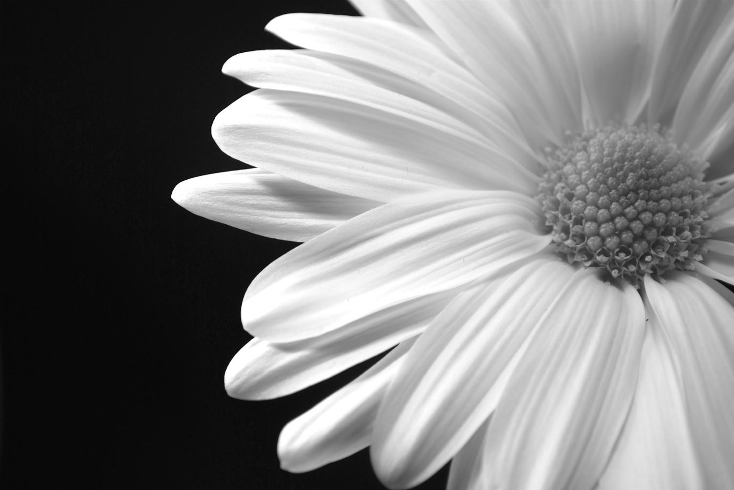 Black And White Floral wallpapers collection
