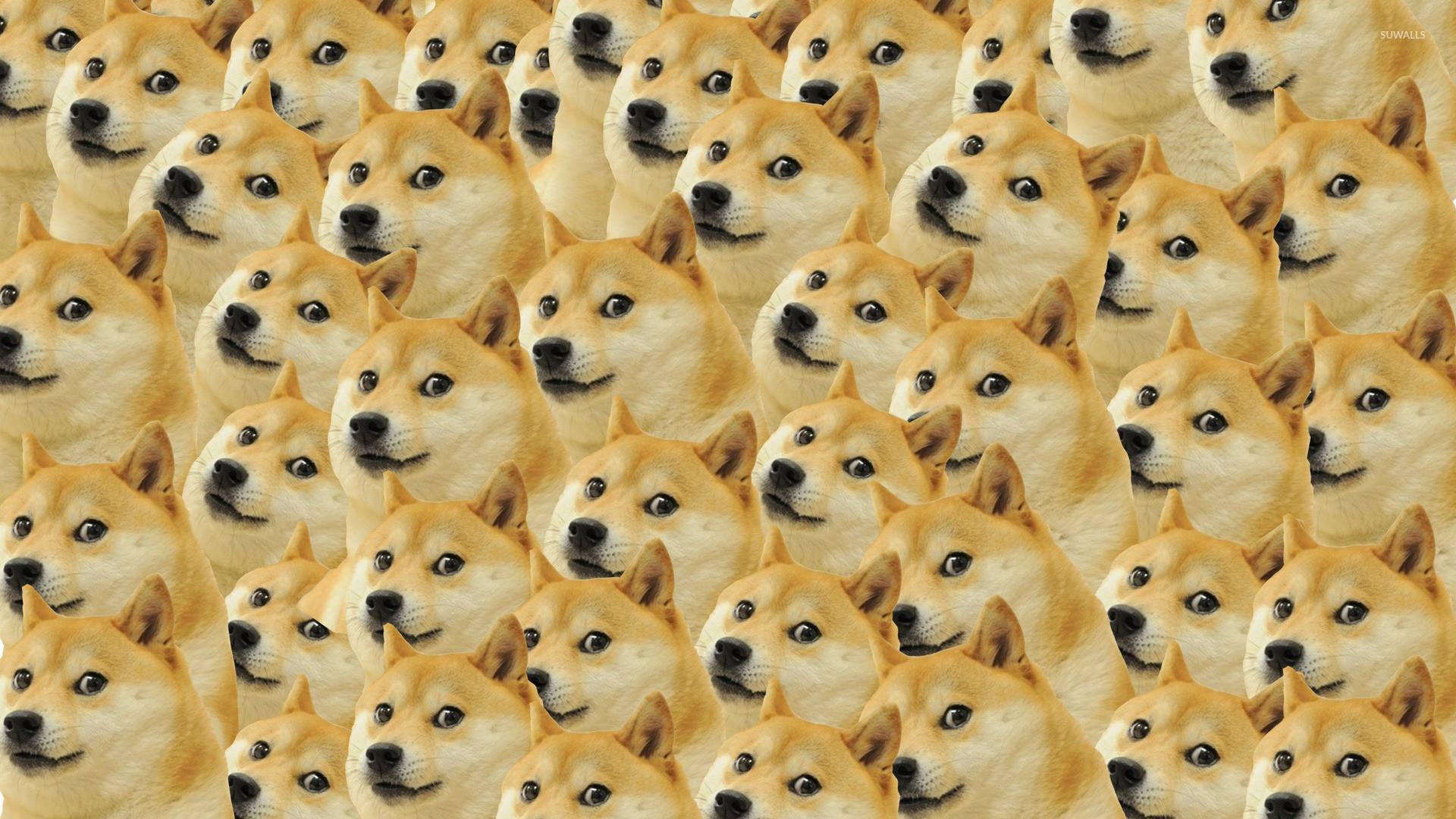 Dog Meme wallpapers collection