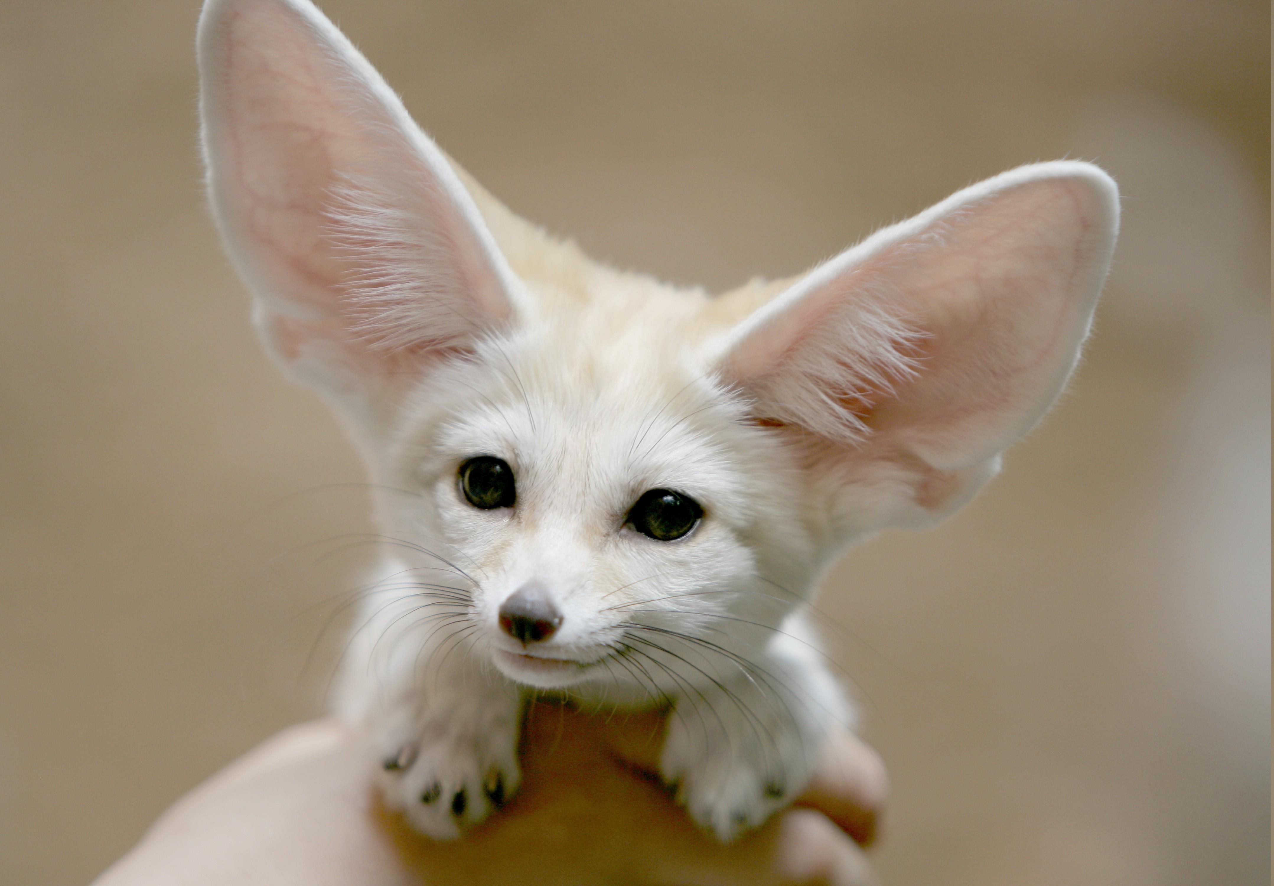 Fennec Fox wallpapers collection