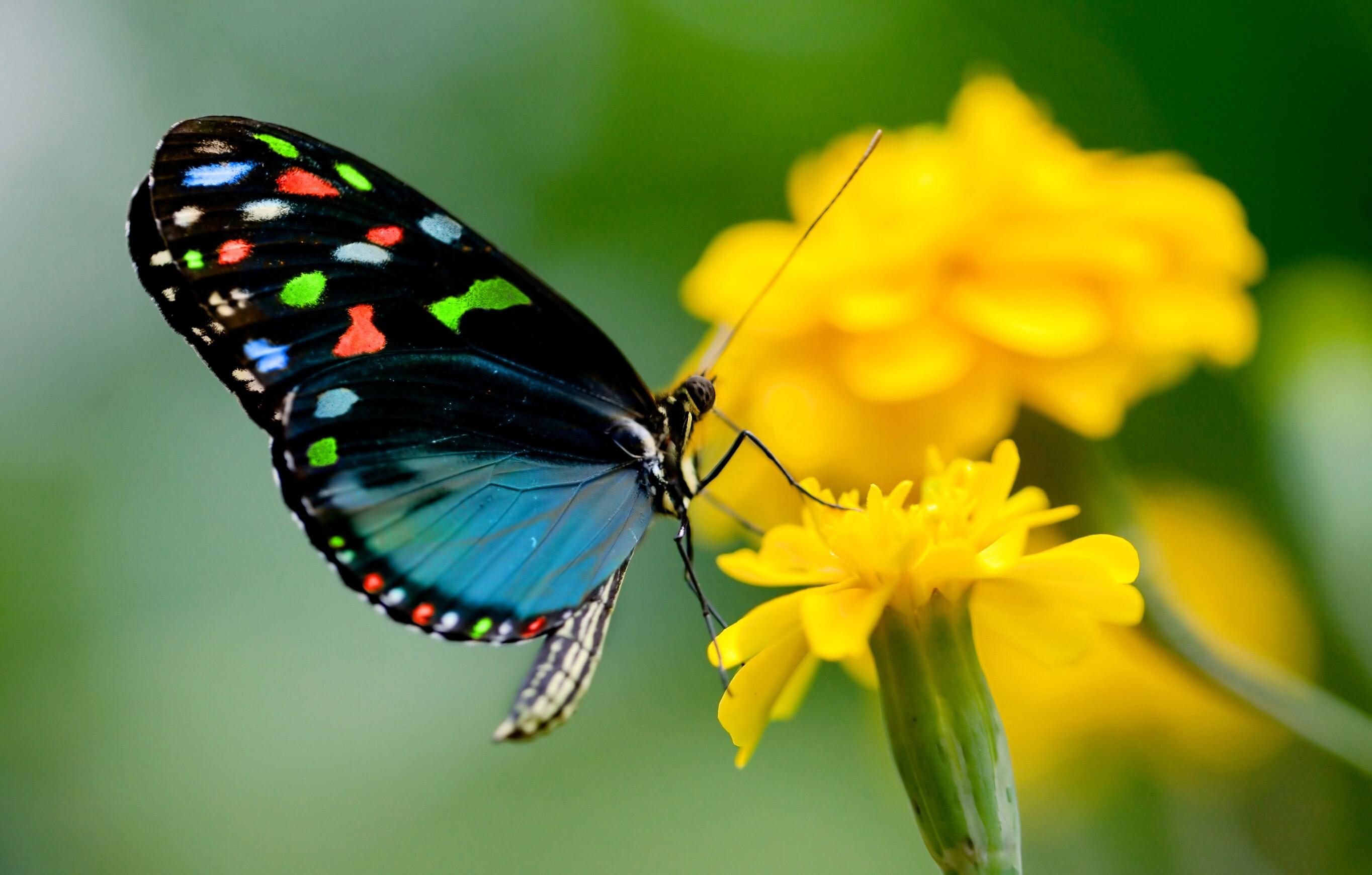 Most Beautiful Butterfly wallpapers collection