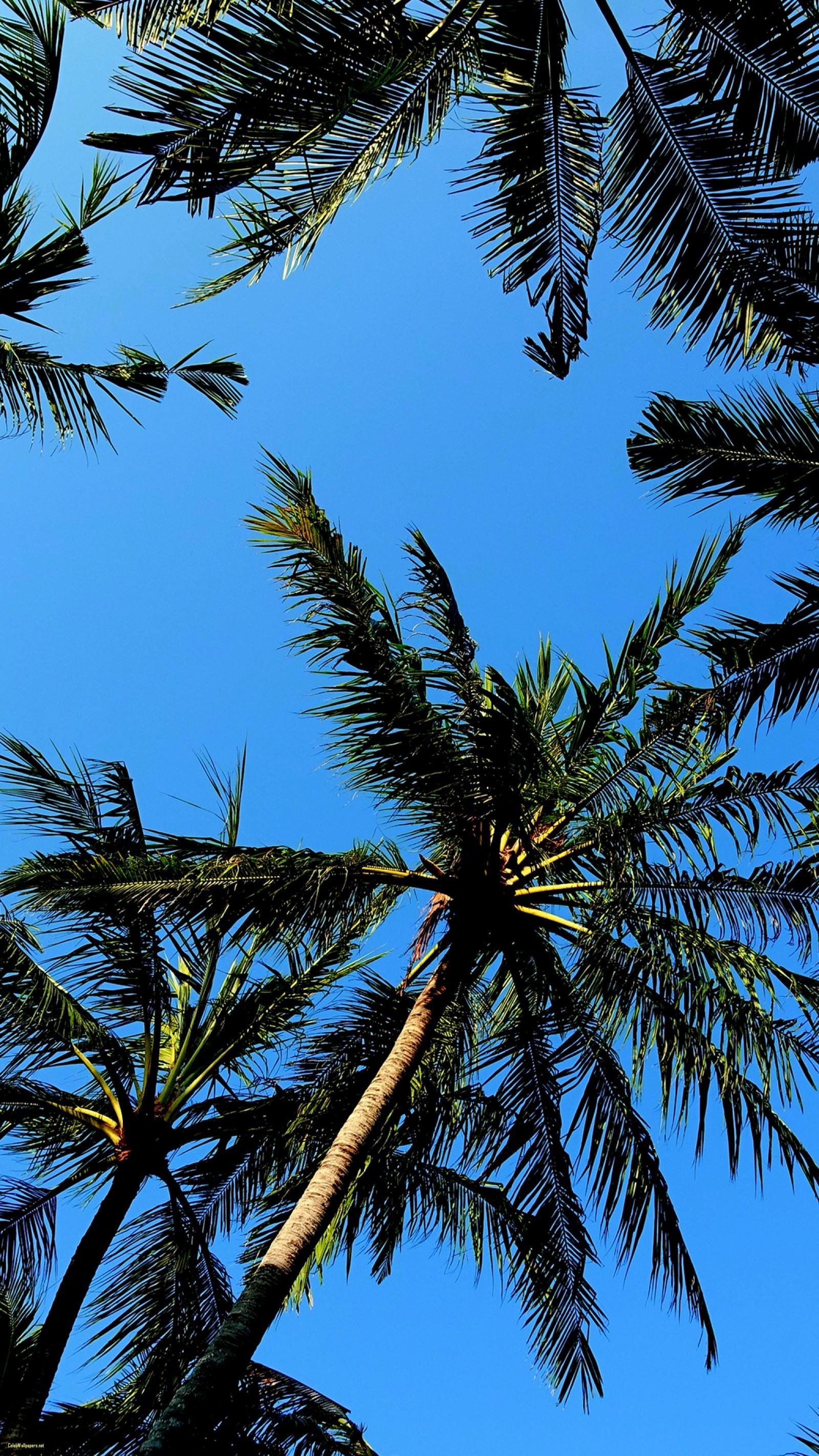 Palm Tree wallpapers collection