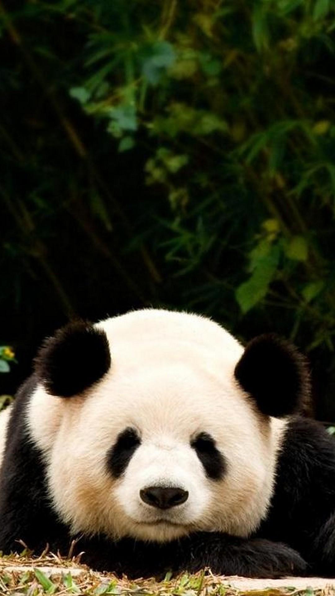 Panda For Phone wallpapers collection