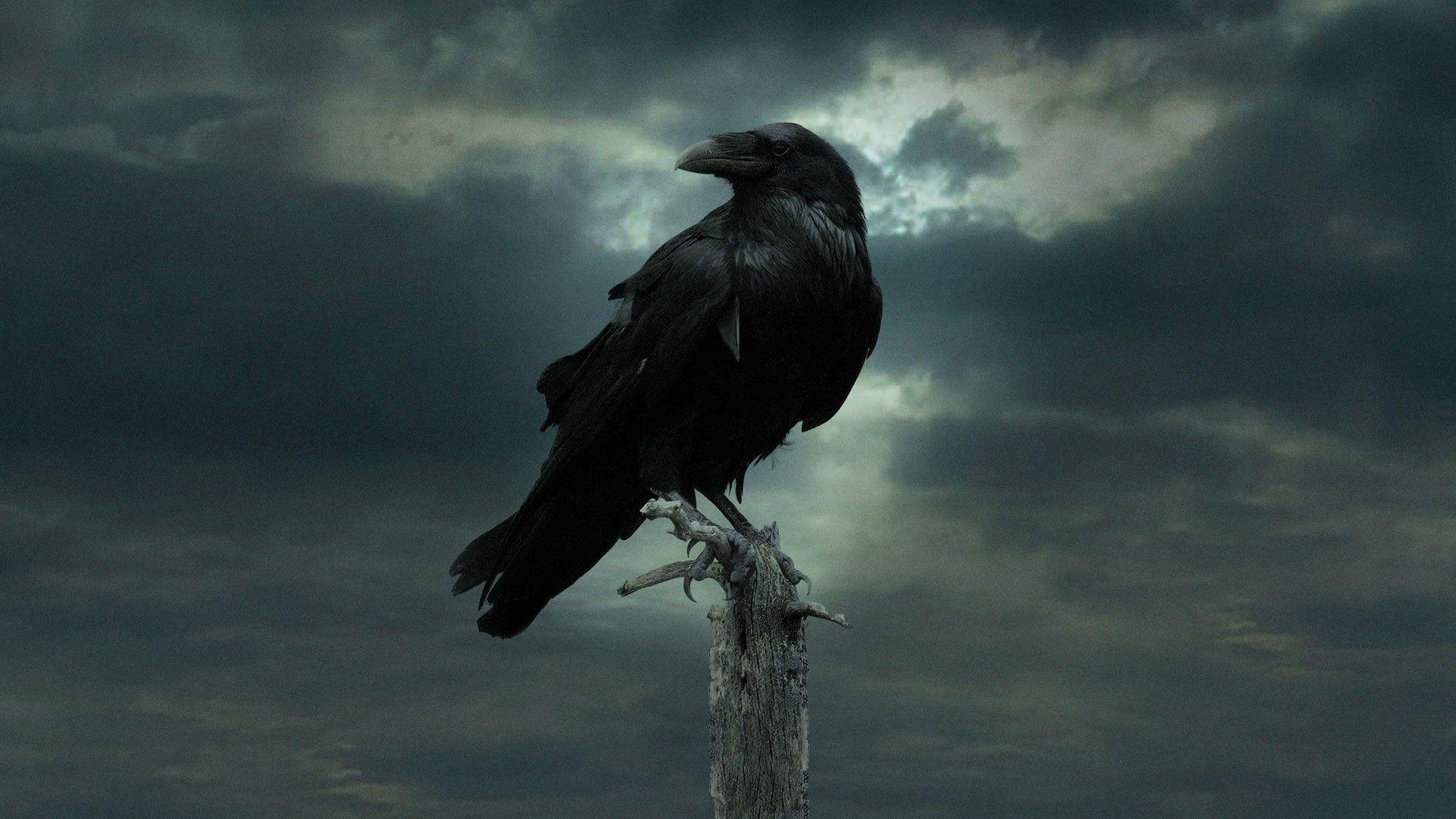 Ravens And Crows wallpapers collection