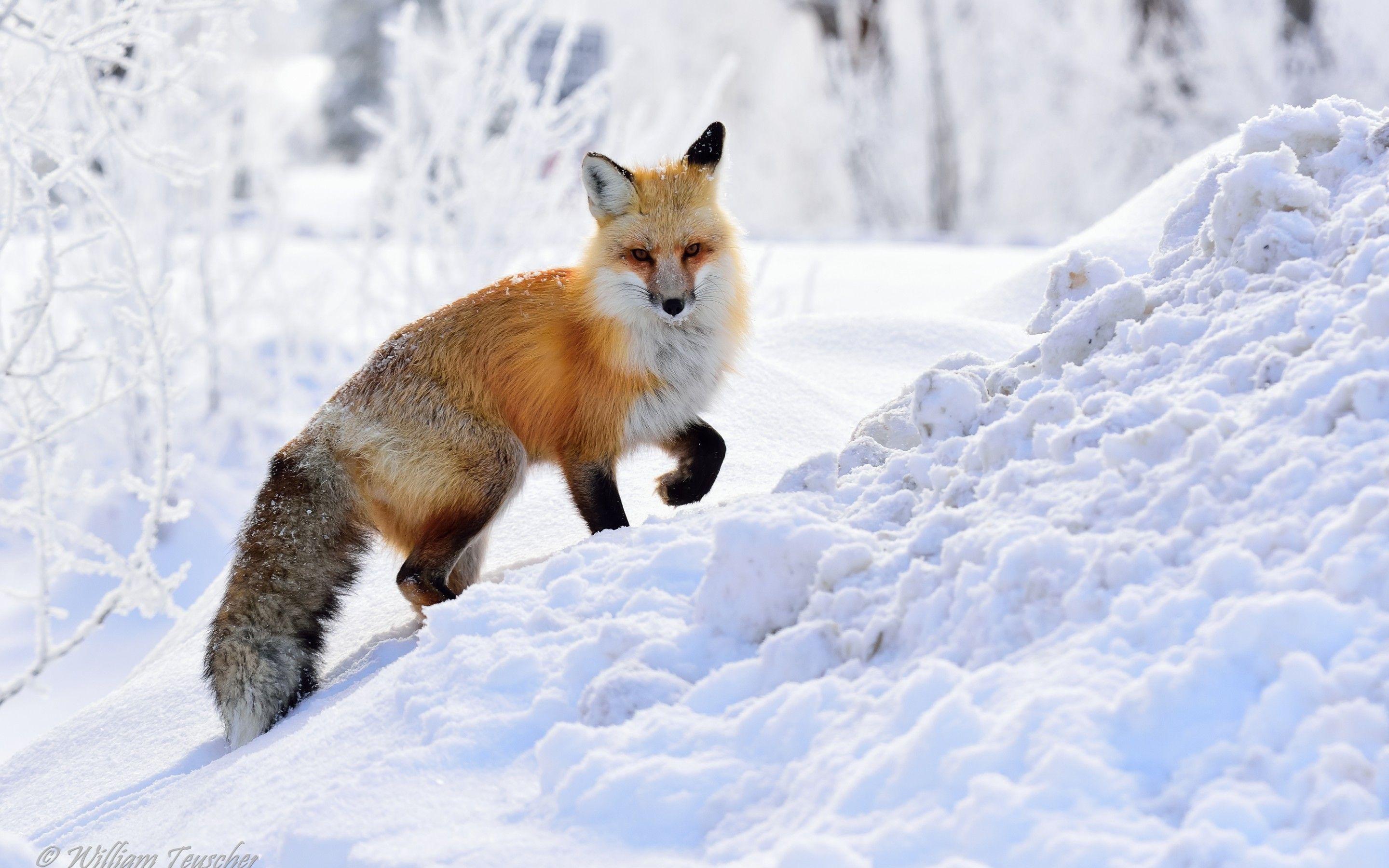 Snow Fox wallpapers collection