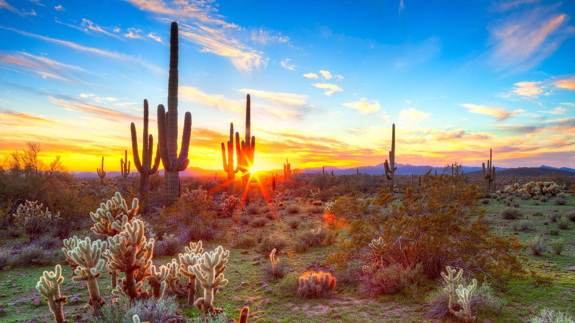 Sonoran Desert wallpapers collection