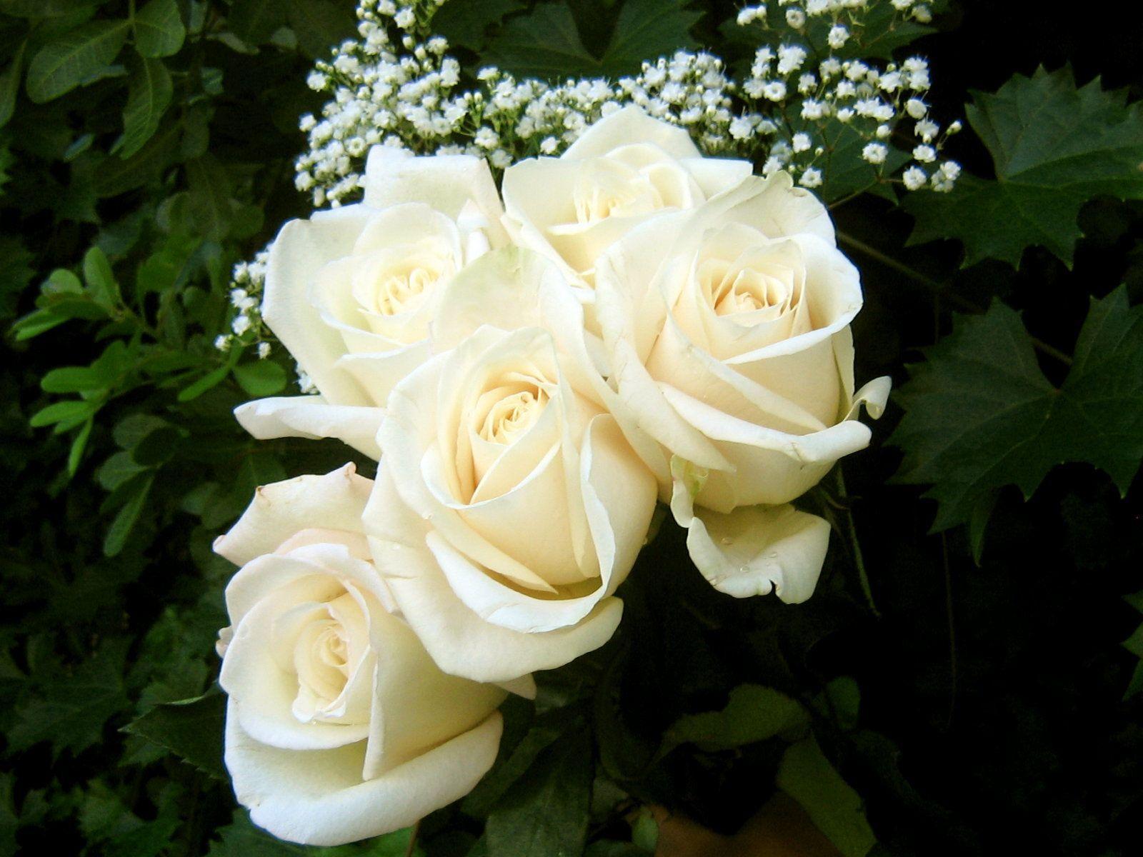 White Roses wallpapers collection