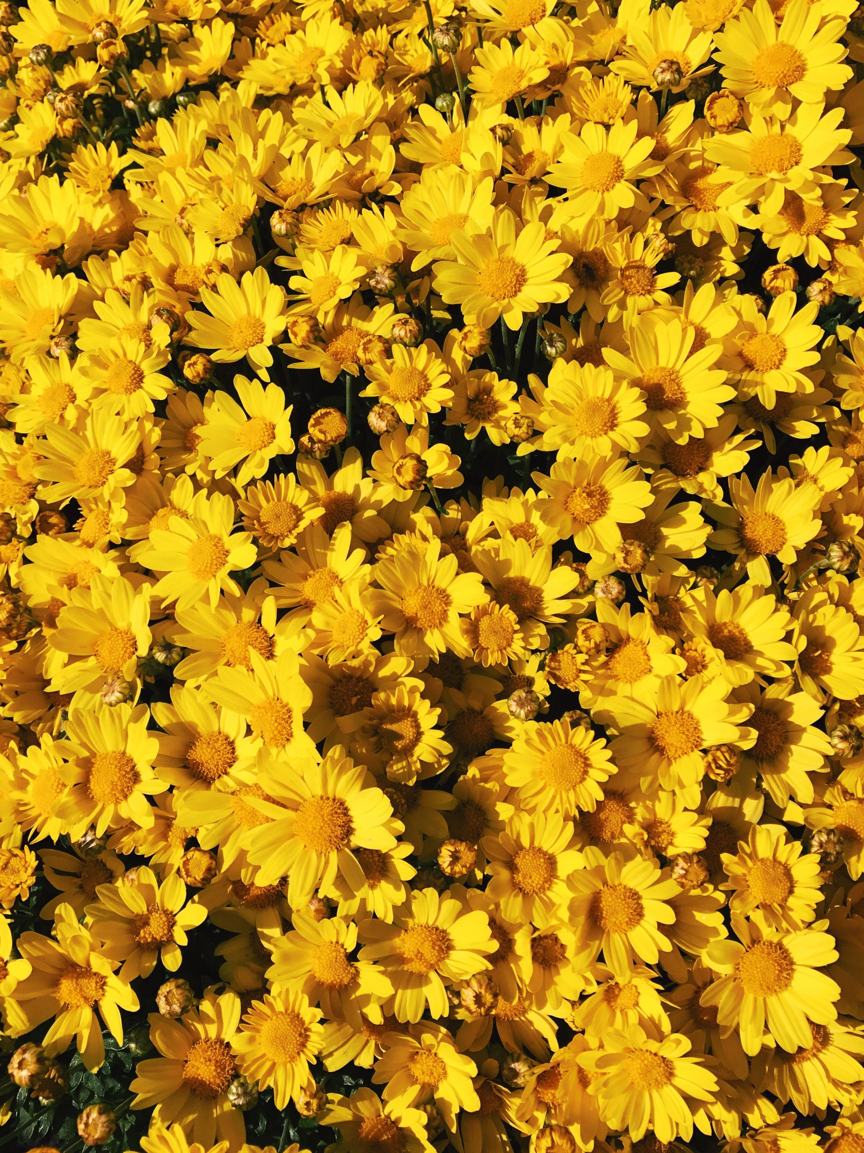 Yellow Floral wallpapers collection